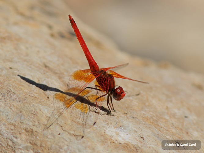 J15B0312 Trithemis kirbyi male.JPG